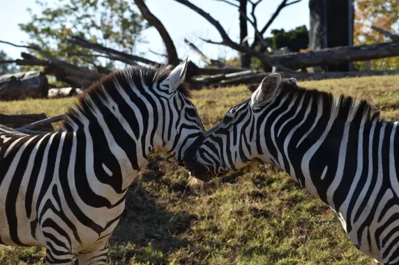 Casino Slots Cafe Supporto